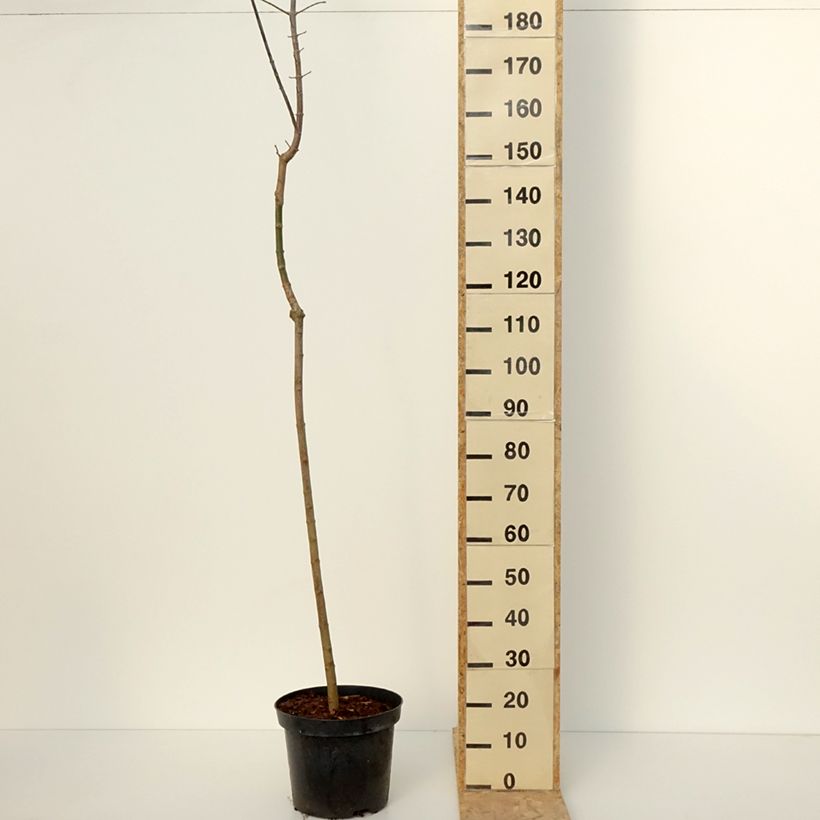 Amostra de Acer negundo Auratum - Erable à feuilles de frêne doré Pot de 7,5L/10L tal como entregue no inverno