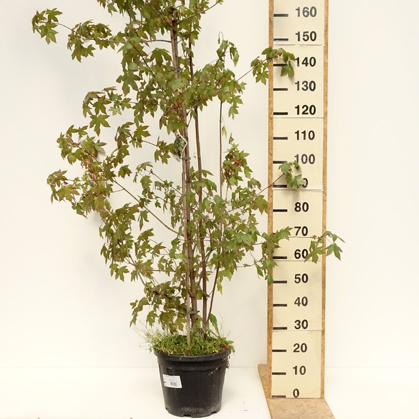 Amostra de Bordo-negundo Auratum - Acer negundo Vaso de 7,5 L/10 L, Haste tal como entregue na primavera
