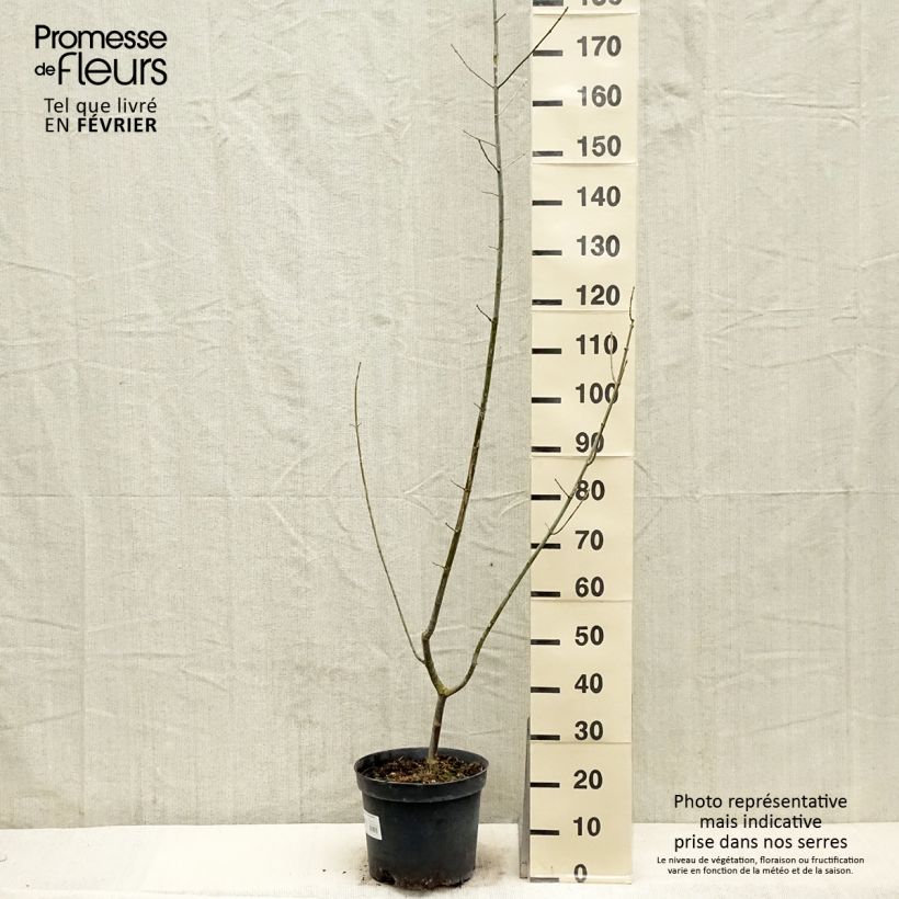 Amostra de Acer negundo Aureomarginatum - Érable à feuille de frêne Vaso de 7,5 L/10 L tal como entregue no inverno