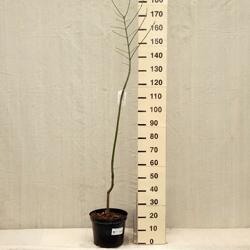 Amostra de Bordo-negundo Aureomarginatum - Acer negundo Vaso de 7,5 L/10 L tal como entregue na primavera