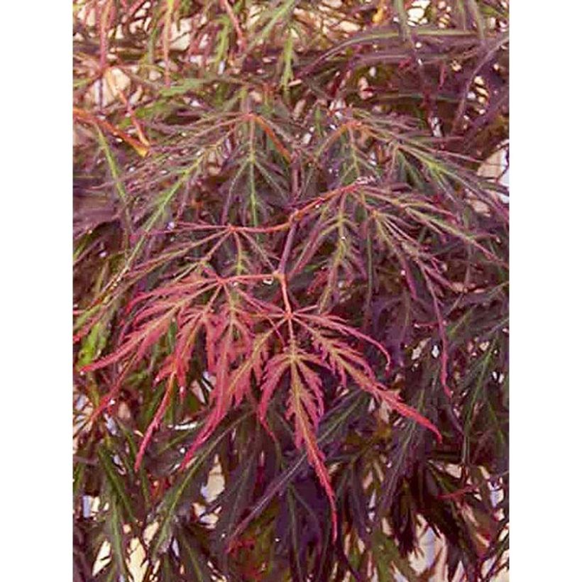 Ácer-do-japão Crimson Princess - Acer palmatum (Folhagem)