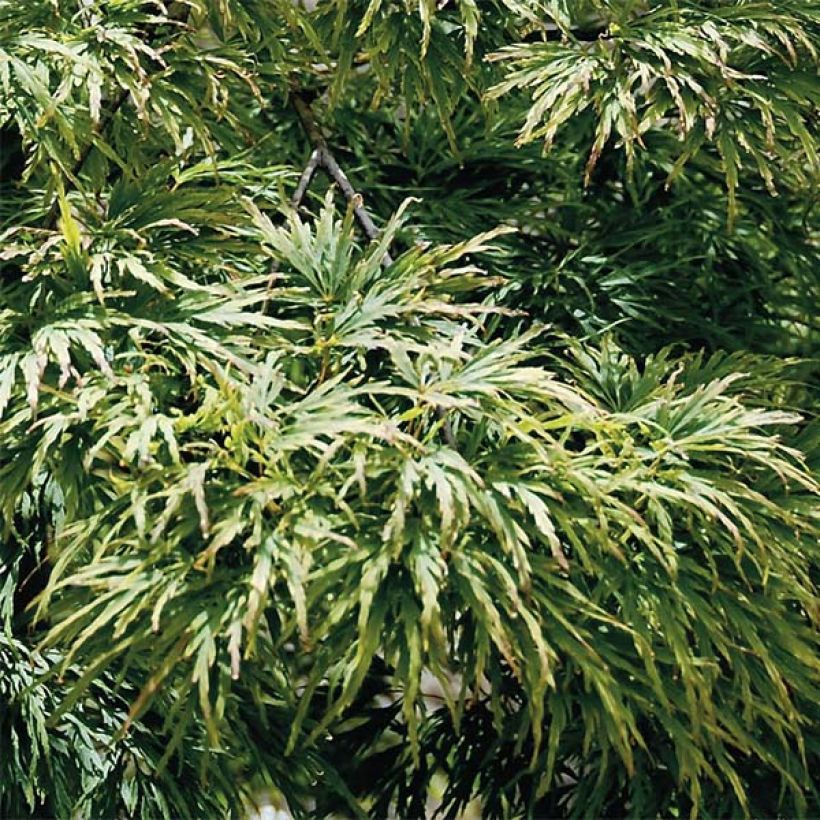 Bordo japonês Dissectum - Acer palmatum (Folhagem)