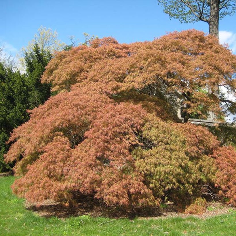 Bordo japonês Dissectum - Acer palmatum (Hábito)