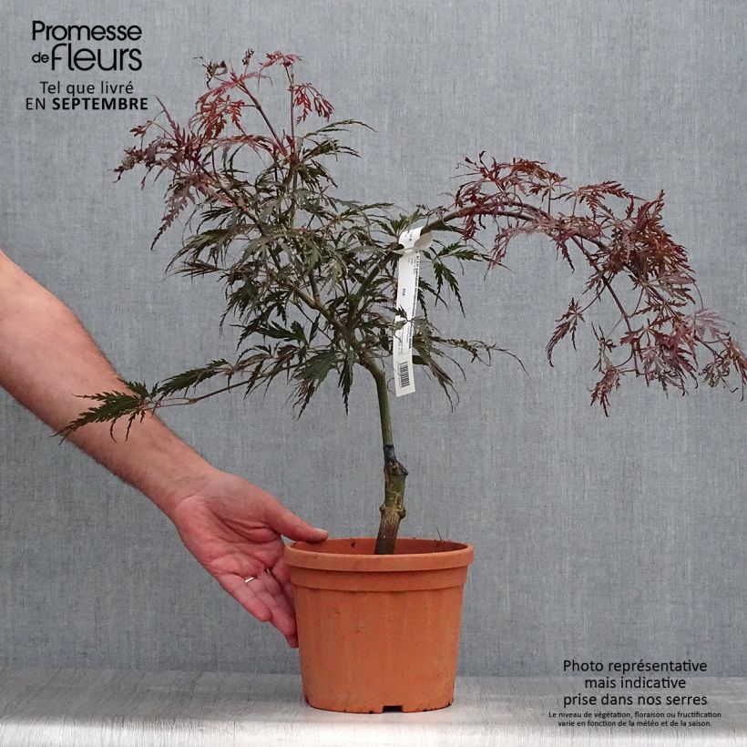 Amostra de Bordo japonês Dissectum Atropurpureum - Acer palmatum Vaso de 3 L/4 L tal como entregue no outono