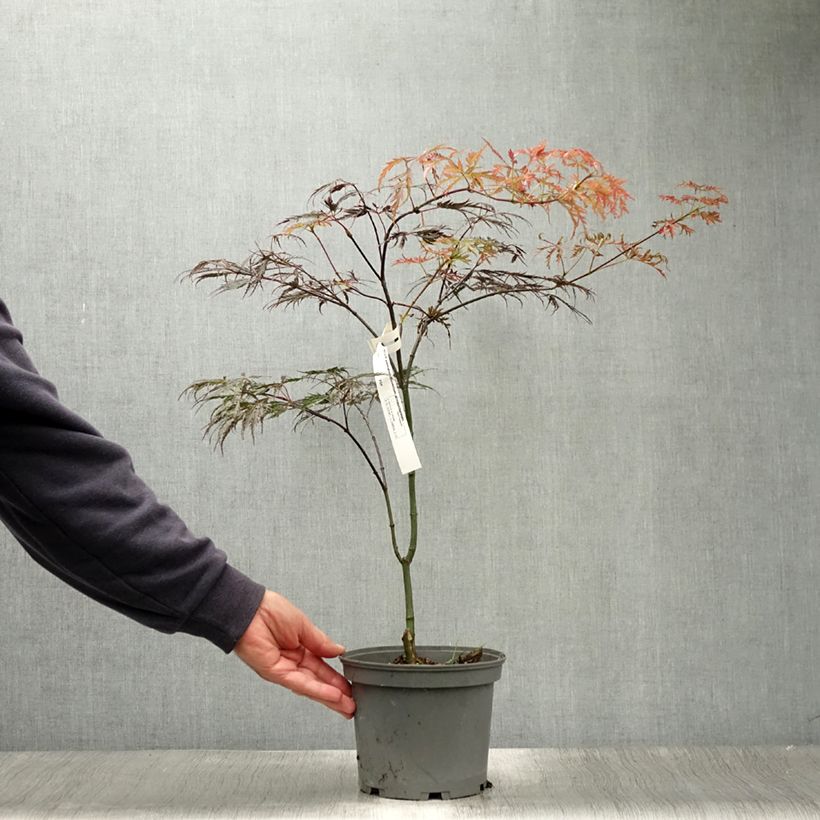 Amostra de Bordo japonês Dissectum Atropurpureum - Acer palmatum Vaso de 3 L/4 L tal como entregue no verão