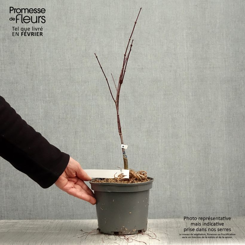 Amostra de Acer palmatum Dissectum Atropurpureum - Érable du Japon Vaso de 3 L/4 L tal como entregue no inverno