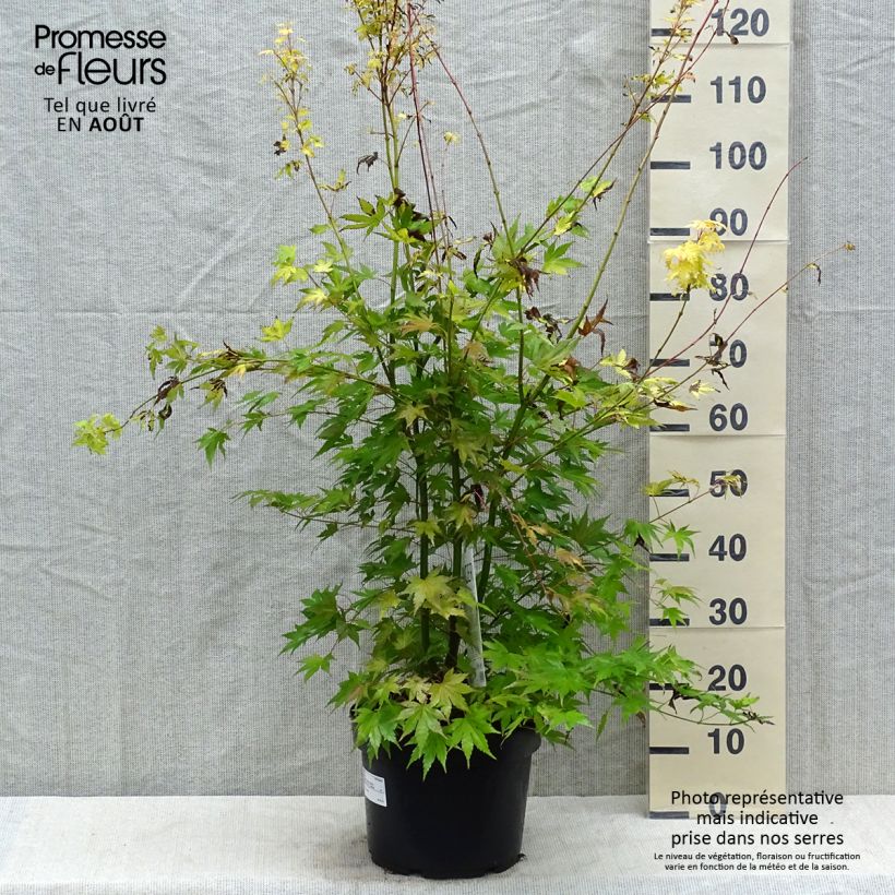 Amostra de Ácer-do-japão Orange Dream - Acer palmatum Vaso de 7,5 L/10 L tal como entregue no verão