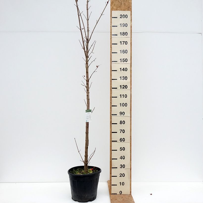 Amostra de Bordo-da-noruega Columnare - Acer platanoides Vaso de 20 L/25 L, Haste tal como entregue no outono