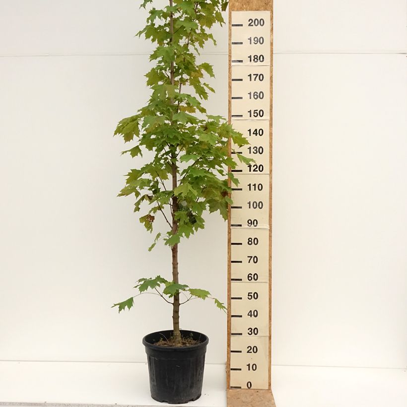 Amostra de Bordo-da-noruega Columnare - Acer platanoides Vaso de 20 L/25 L, Haste tal como entregue no verão