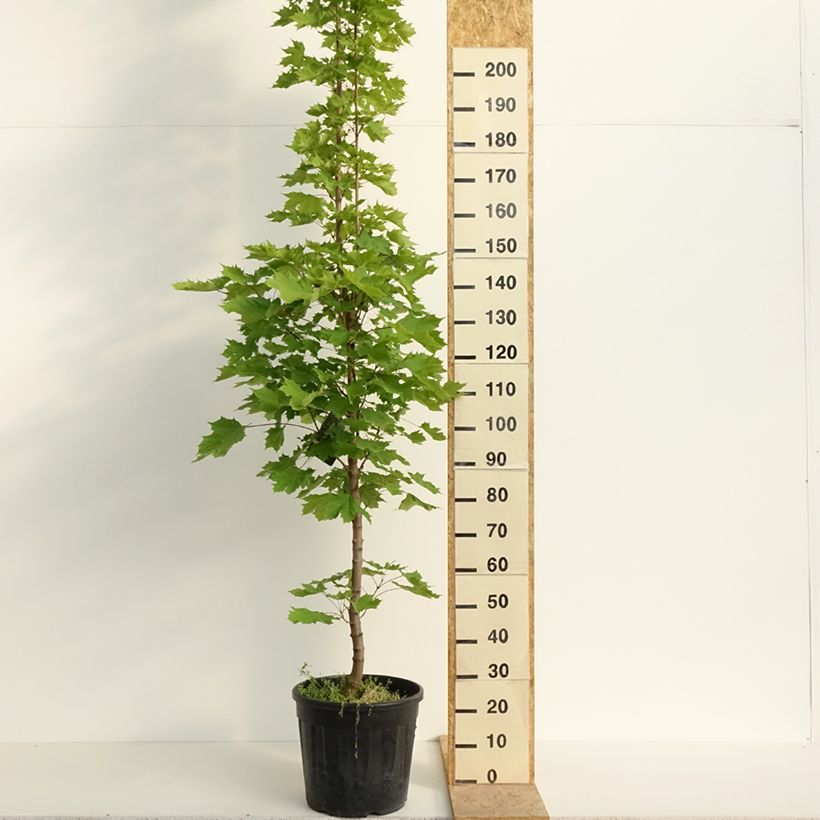Amostra de Bordo-da-noruega Columnare - Acer platanoides Vaso de 20 L/25 L, Haste tal como entregue na primavera