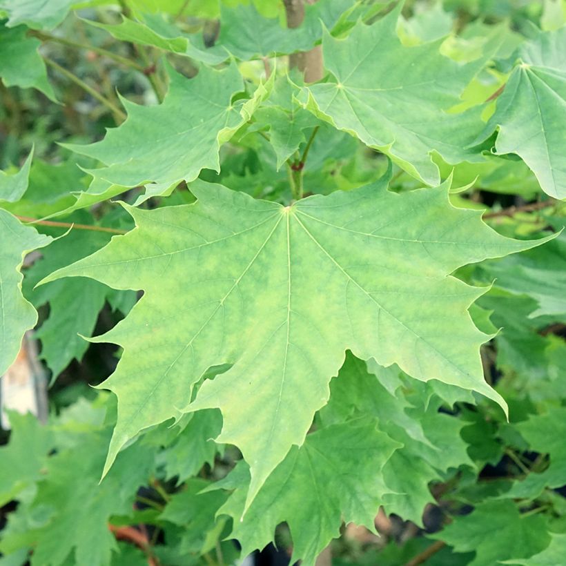 Bordo-da-noruega Columnare - Acer platanoides (Folhagem)