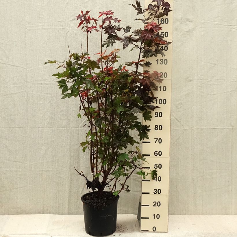 Amostra de Bordo-da-noruega Crimson Sentry - Acer platanoides Vaso de 12 L/15 L tal como entregue no verão