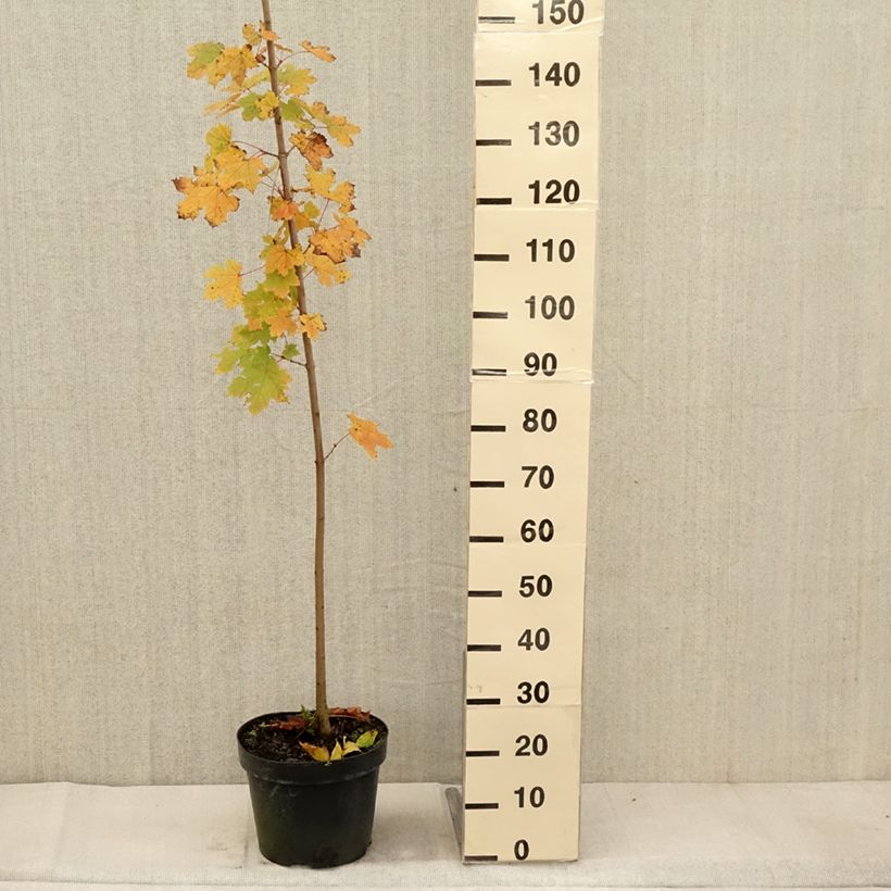 Amostra de Bordo-da-noruega  - Acer platanoides Vaso de 7,5 L/10 L tal como entregue no outono