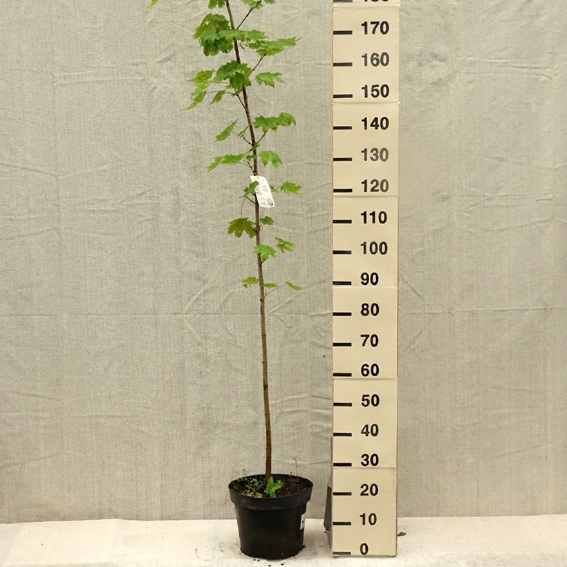 Amostra de Bordo-da-noruega  - Acer platanoides Vaso de 7,5 L/10 L tal como entregue no verão