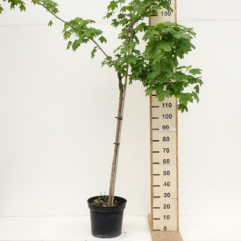 Amostra de Bordo-da-noruega Maculatum - Acer platanoides Vaso de 12 L/15 L, Haste tal como entregue na primavera