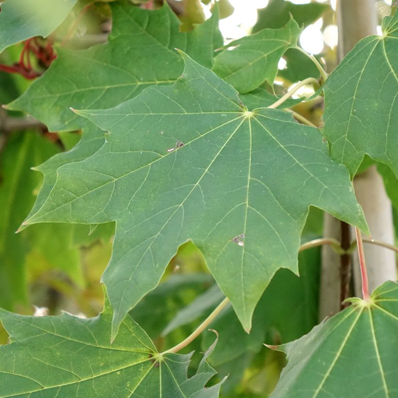 Bordo-da-noruega Maculatum - Acer platanoides (Folhagem)