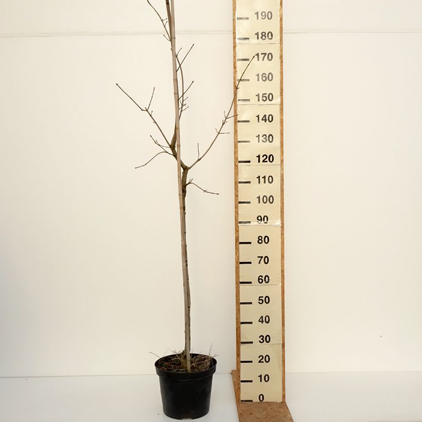 Amostra de Bordo-da-noruega Maculatum - Acer platanoides Vaso de 12 L/15 L, Haste tal como entregue no outono