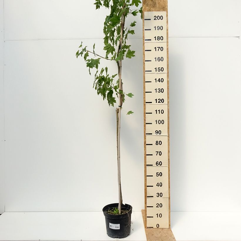 Amostra de Bordo-da-noruega Maculatum - Acer platanoides Vaso de 12 L/15 L, Haste tal como entregue no verão