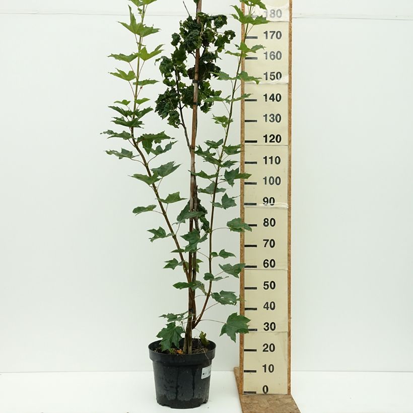 Amostra de Bordo-da-noruega Marylka' BESKID - Acer platanoides Vaso de 12 L/15 L, Haste tal como entregue no verão