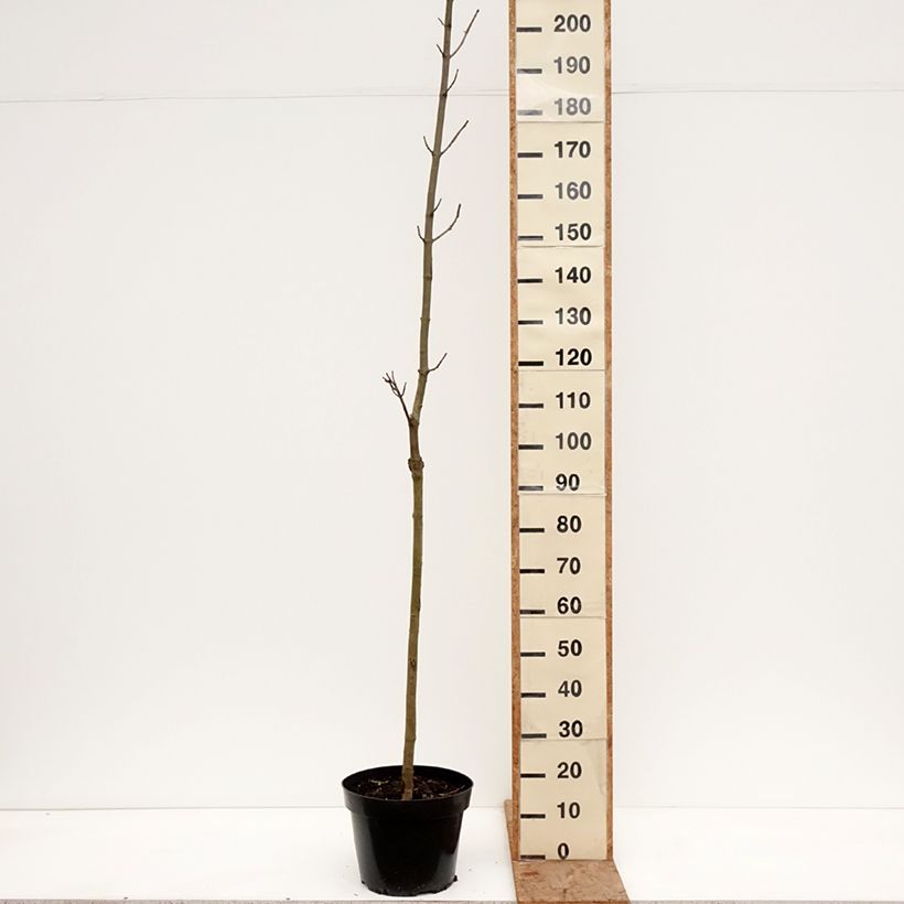 Amostra de Bordo-da-noruega Marylka' BESKID - Acer platanoides Vaso de 12 L/15 L, Haste tal como entregue no inverno