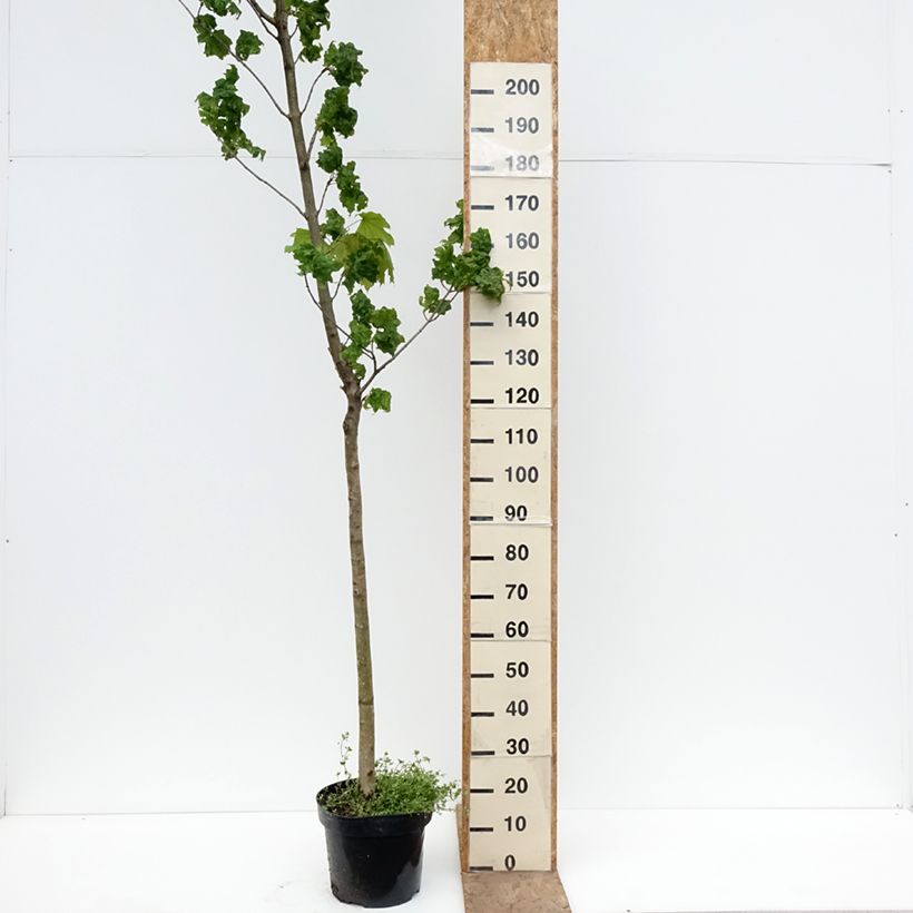Amostra de Bordo-da-noruega Marylka' BESKID - Acer platanoides Vaso de 12 L/15 L, Haste tal como entregue na primavera