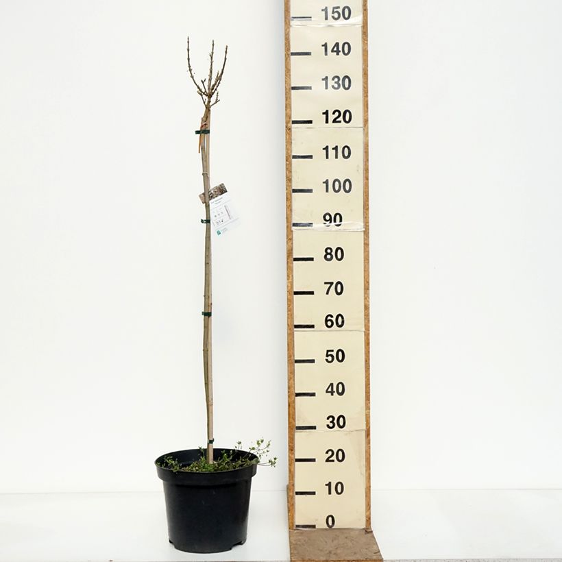 Amostra de Bordo-da-noruega Novush - Acer platanoides Vaso de 7,5 L/10 L, Haste tal como entregue na primavera