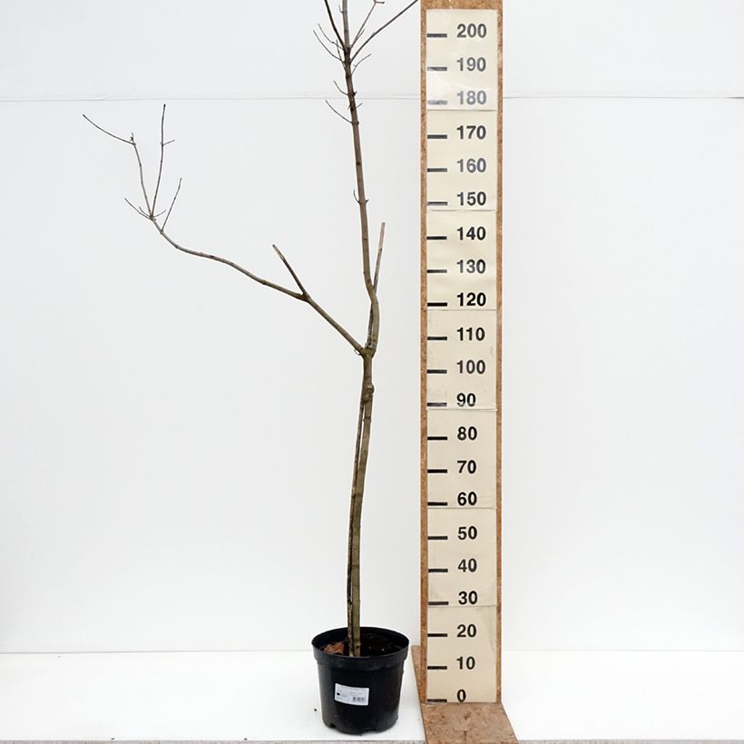 Amostra de Bordo-da-noruega Oregon Pride - Acer platanoides Vaso de 7,5 L/10 L, Haste tal como entregue no inverno