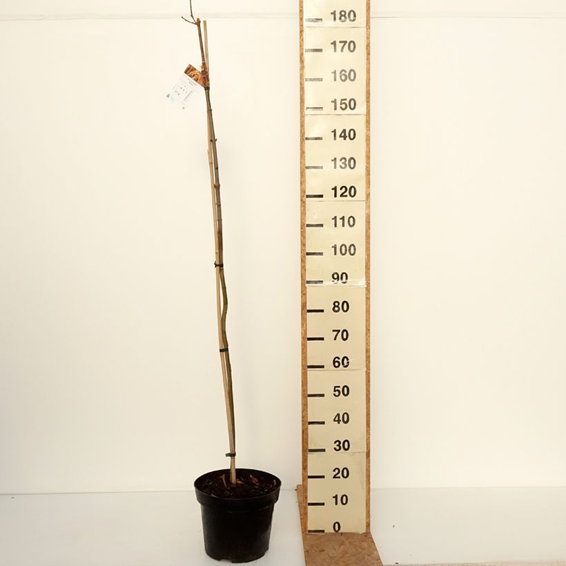 Amostra de Acer platanoides Paldiski - Erable plane Pot de 12L/15L, Tige tal como entregue no outono
