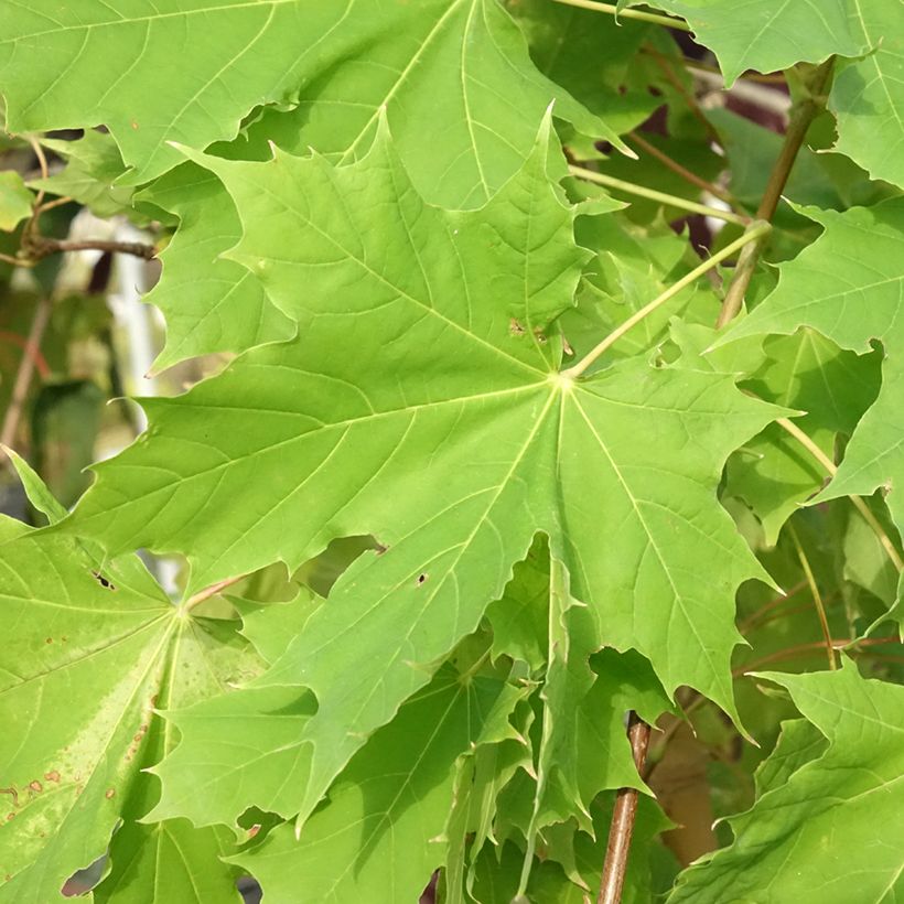 Bordo-da-noruega Princeton Gold - Acer platanoides (Folhagem)