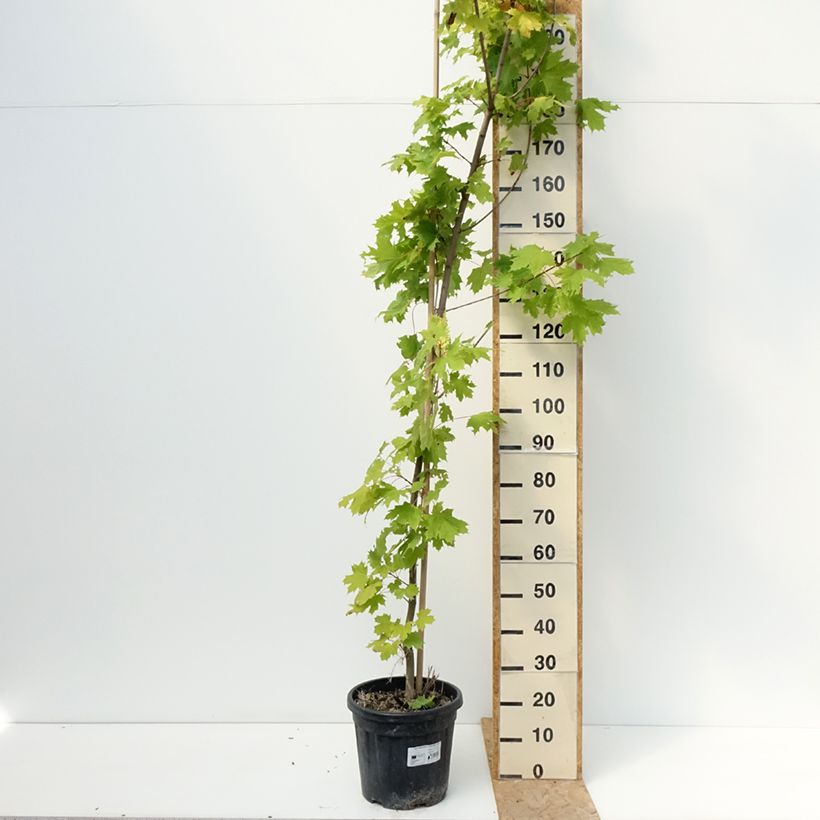 Amostra de Bordo-da-noruega Princeton Gold - Acer platanoides Vaso de 20 L/25 L, Haste tal como entregue no verão