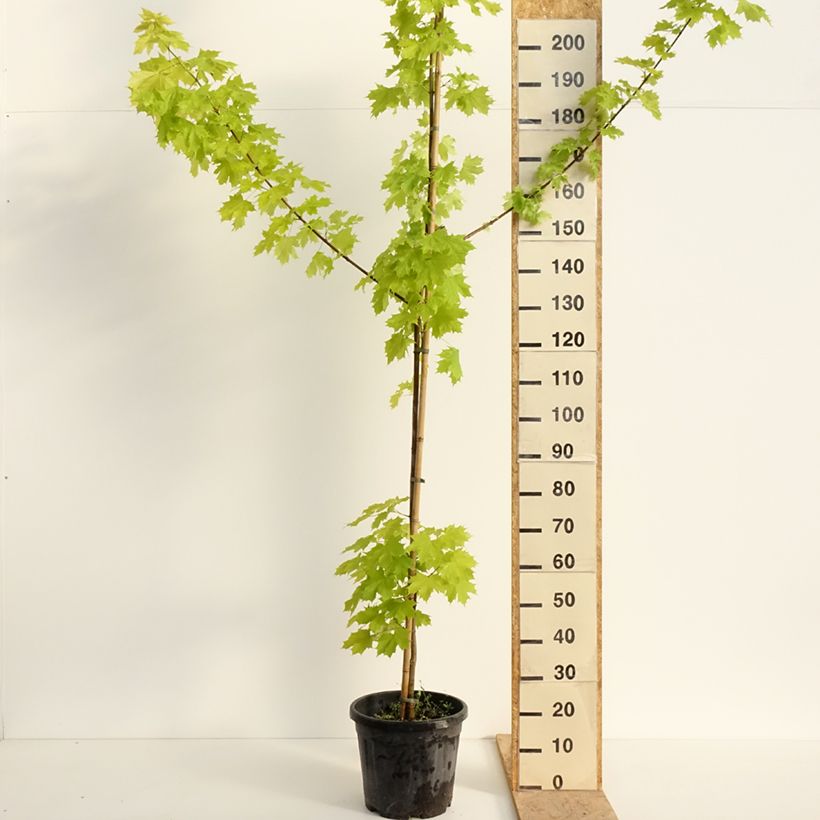Amostra de Bordo-da-noruega Princeton Gold - Acer platanoides Vaso de 20 L/25 L, Haste tal como entregue na primavera