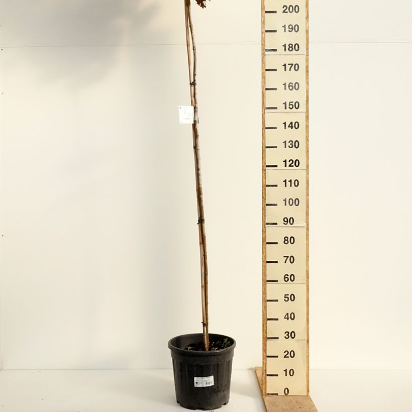 Amostra de Acer platanoides Purple Globe - Erable plane Pot de 20L/25L tal como entregue na primavera