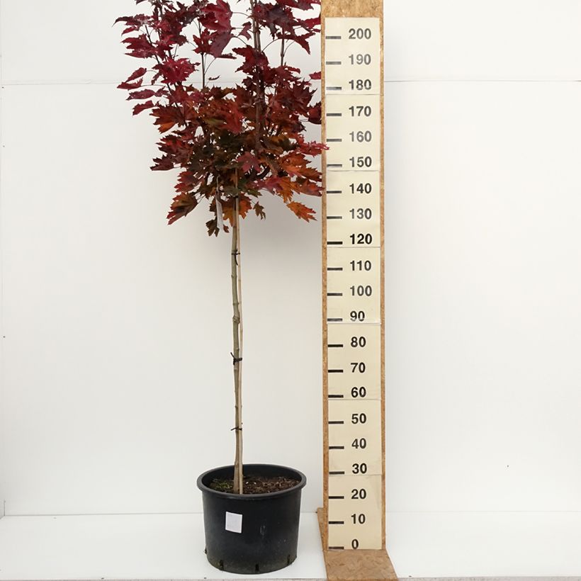 Amostra de Bordo-da-noruega Purple Globe - Acer platanoides Vaso de 20 L/25 L, Haste alta tal como entregue no outono