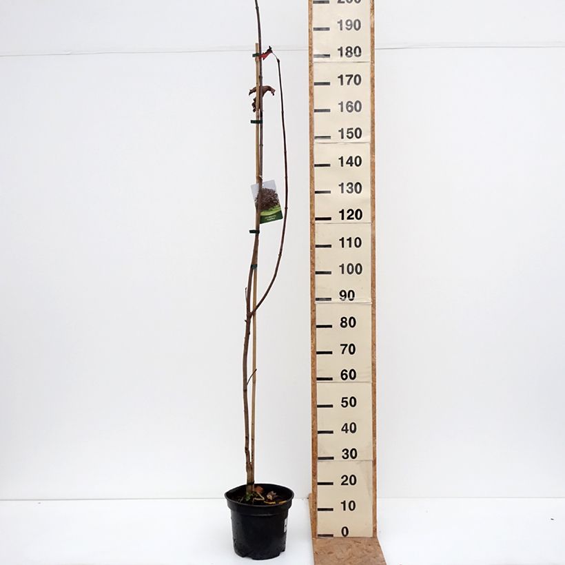 Amostra de Bordo-da-noruega Royal Red - Acer platanoides Vaso de 7,5 L/10 L tal como entregue no outono