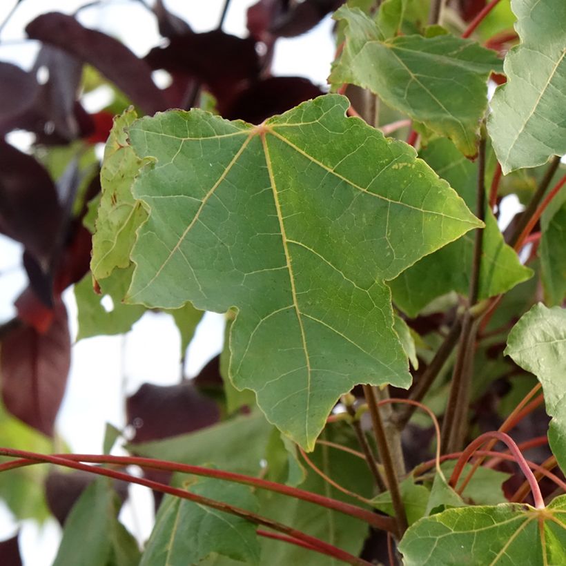 Bordo-da-noruega Stollii - Acer platanoides (Folhagem)