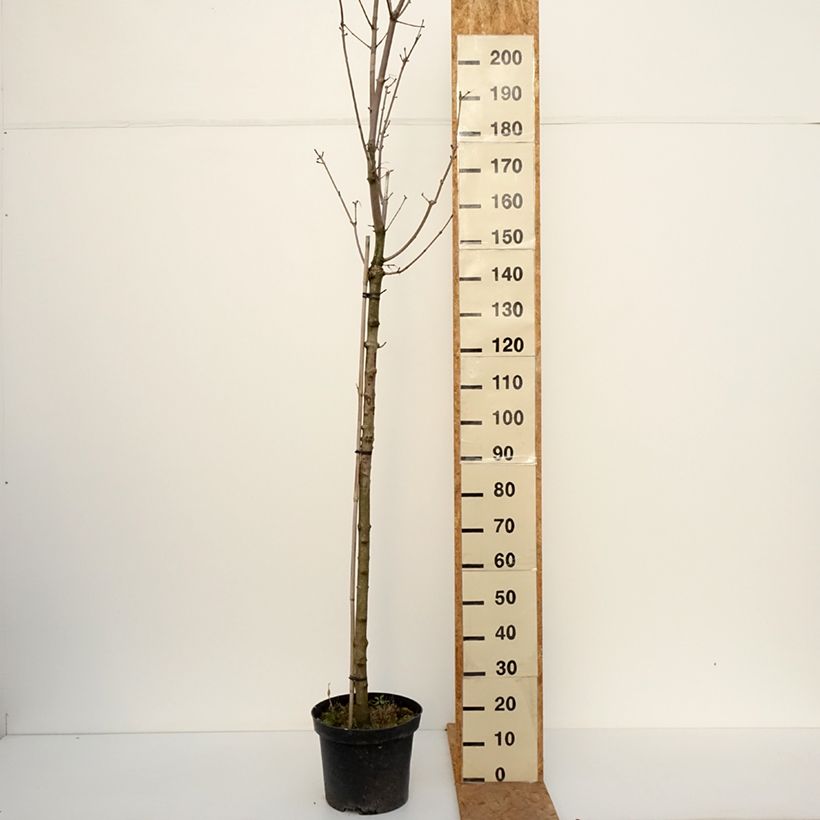 Amostra de Bordo-da-noruega Stollii - Acer platanoides Vaso de 20 L/25 L, Haste tal como entregue no outono