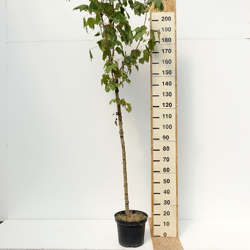 Amostra de Bordo-da-noruega Stollii - Acer platanoides Vaso de 20 L/25 L, Haste tal como entregue no verão