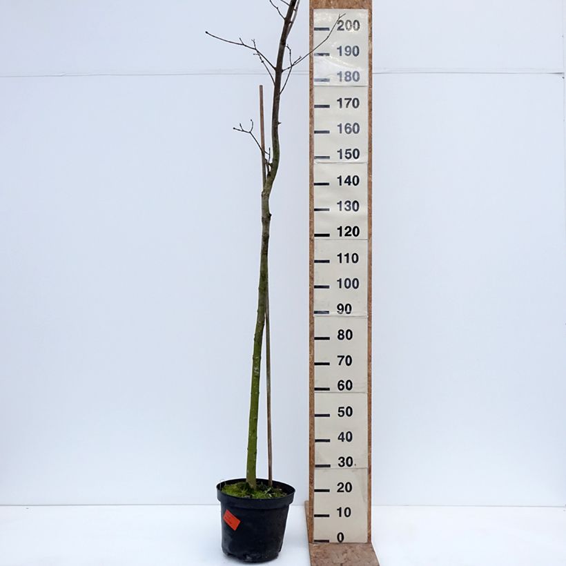 Amostra de Bordo-da-noruega Tharandt - Acer platanoides Vaso de 12 L/15 L, Haste tal como entregue no inverno
