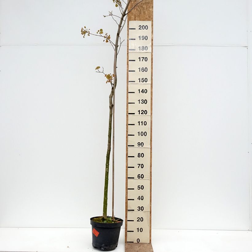 Amostra de Bordo-da-noruega Tharandt - Acer platanoides Vaso de 12 L/15 L, Haste tal como entregue na primavera
