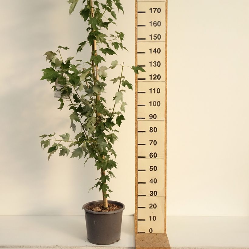 Amostra de Bordo-vermelho Armstrong - Acer rubrum Vaso de 12 L/15 L, Brasão tal como entregue no verão