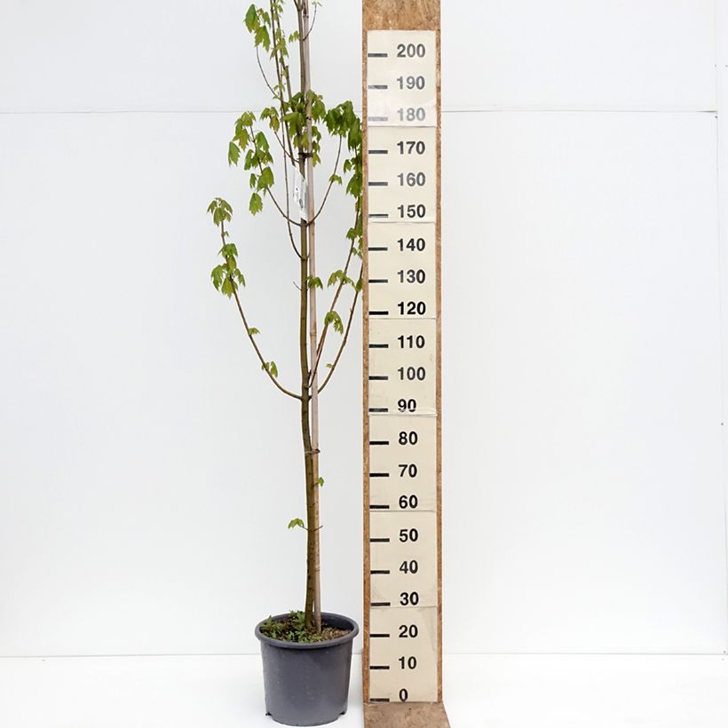 Amostra de Bordo-vermelho Armstrong - Acer rubrum Vaso de 12 L/15 L, Brasão tal como entregue na primavera