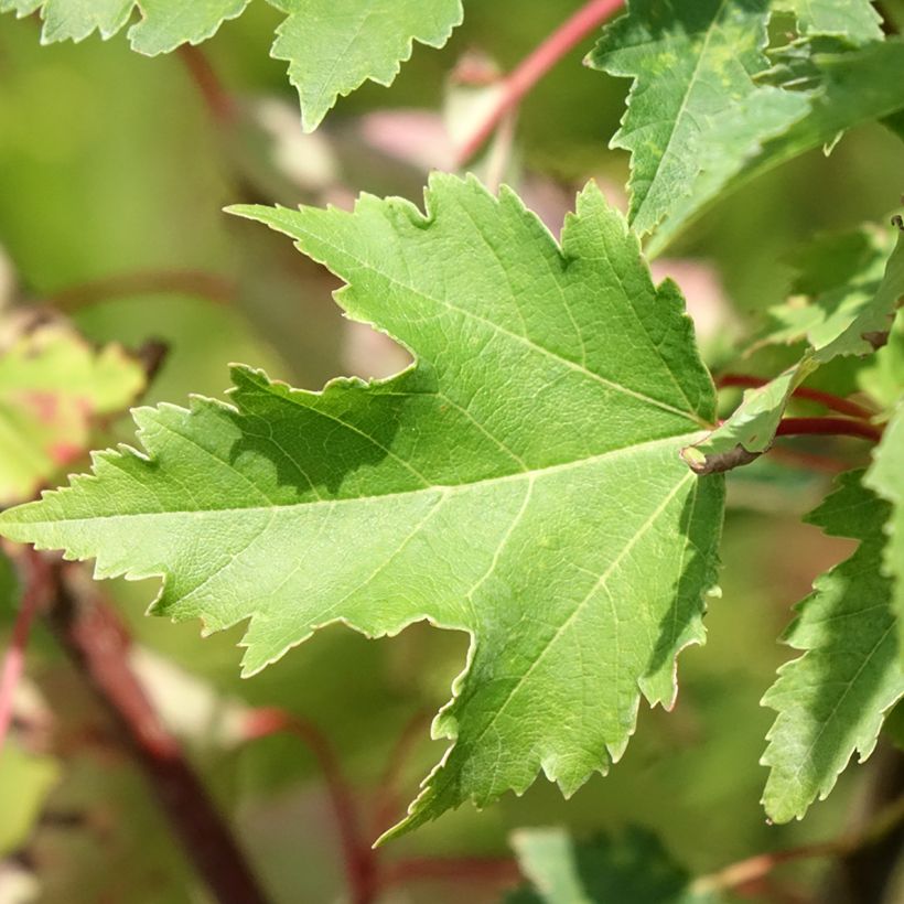 Bordo-vermelho Armstrong Gold - Acer rubrum (Folhagem)