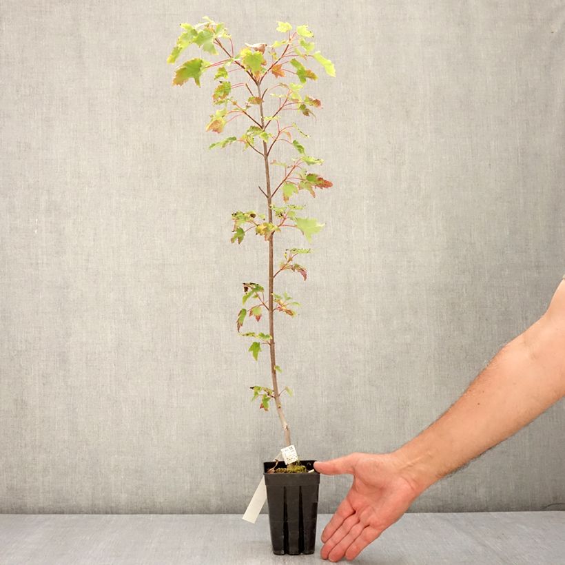 Amostra de Bordo-vermelho Armstrong Gold - Acer rubrum Vaso de 1 L/1,5 L tal como entregue no verão