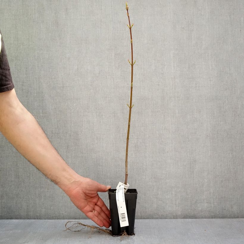 Amostra de Acer rubrum Armstrong Gold - Erable rouge Vaso de 1 L/1,5 L tal como entregue na primavera