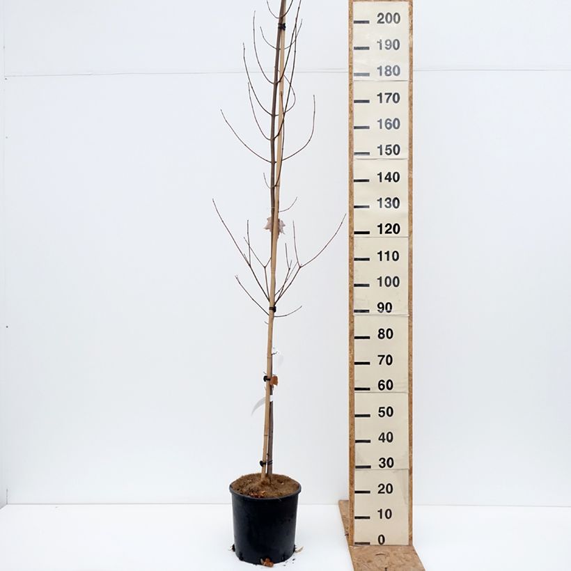 Amostra de Bordo-vermelho Fairview Flame - Acer rubrum Vaso de 12 L/15 L tal como entregue no outono