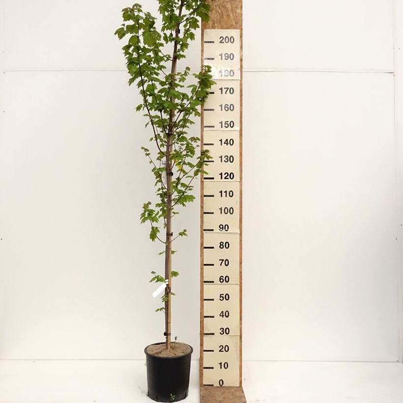 Amostra de Bordo-vermelho Fairview Flame - Acer rubrum Vaso de 12 L/15 L tal como entregue na primavera