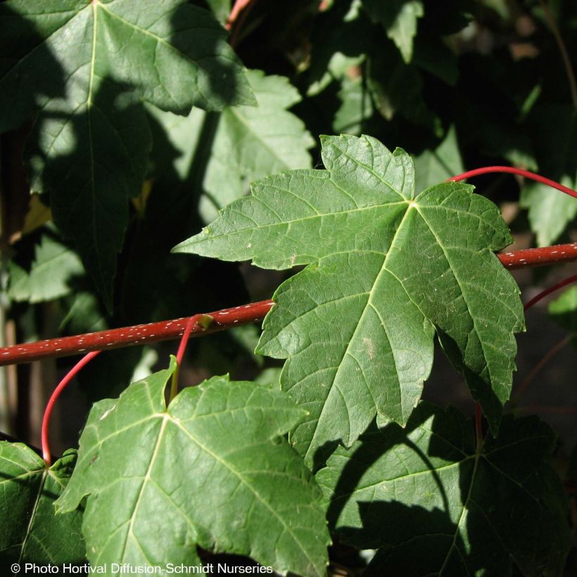 Bordo-vermelho Redpointe - Acer rubrum (Folhagem)