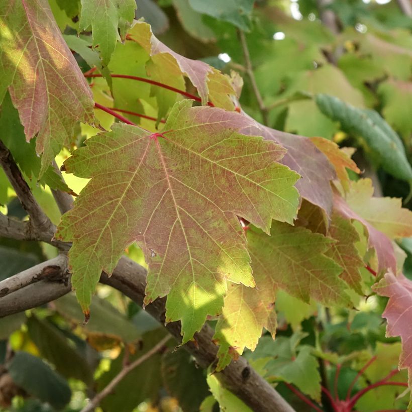 Bordo-vermelho Sekka - Acer rubrum (Folhagem)
