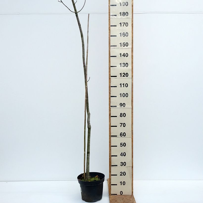 Amostra de Bordo-vermelho Sekka - Acer rubrum Vaso de 4 L/5 L tal como entregue no outono
