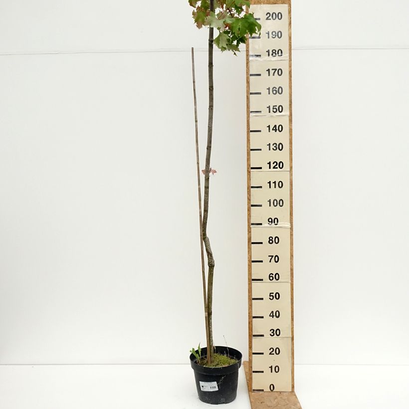 Amostra de Bordo-vermelho Sekka - Acer rubrum Vaso de 4 L/5 L tal como entregue no verão
